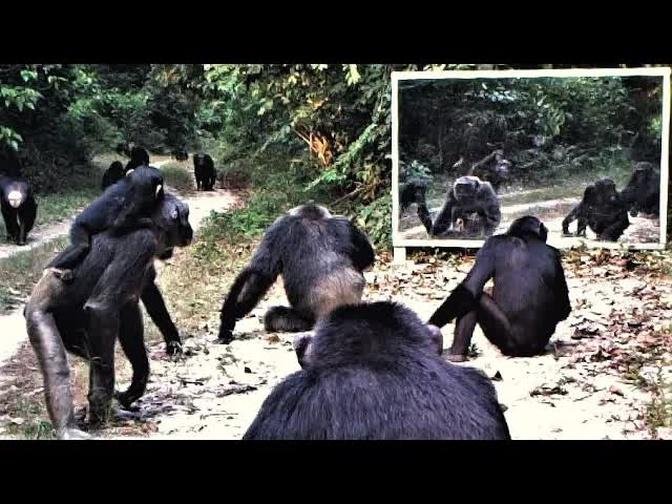 The only baby in the chimp’s group discovers a playmate in a large mirror set up in the Gabon jungle