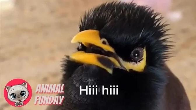 🦜Funny Parrot Talking Videos On TikTok ~ CUTE Birds Doing Funny Things