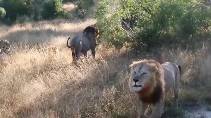 Male lion submits two lionesses