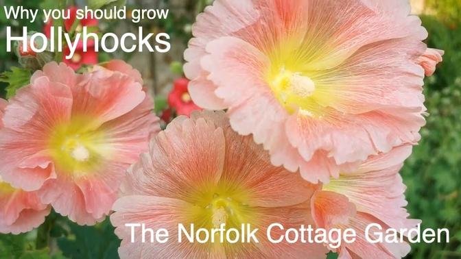 HOLLYHOCKS FLOWERS Why you should grow Hollyhocks flowers