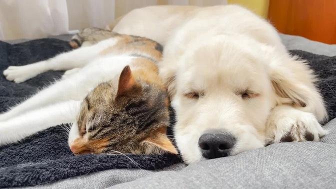 Golden Retriever Puppy and Cute Cat Fall Asleep Together for the First Time (Cutest Ever!!)