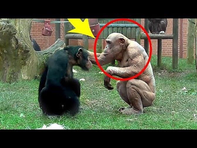 When These Chimpanzees Saw Their Strange Looking Brother, The Way They Treated Him Is Eye Opening