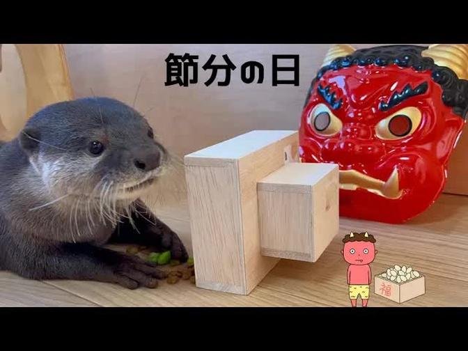 カワウソと猫で節分したら楽しすぎた笑Setsubun with an otter and a cat was too much fun lol