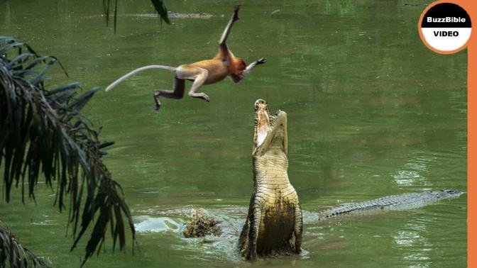 This Monkey Jumps Straight Into a Crocodile's Trap