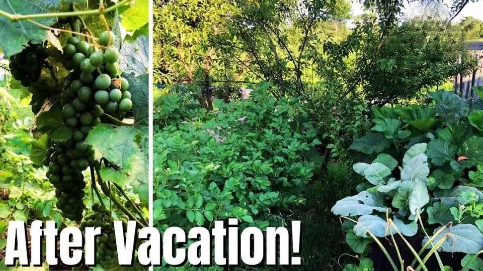 Our First July Garden Tour After Our 4000-Mile Adventure