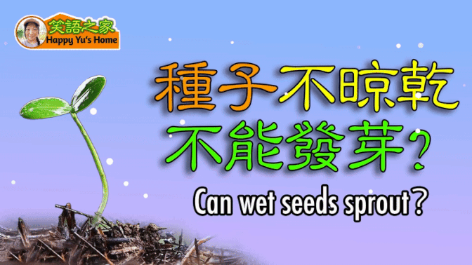 【True or False】Only dried seeds can sprout？| Can we sow wet seeds to sprout?