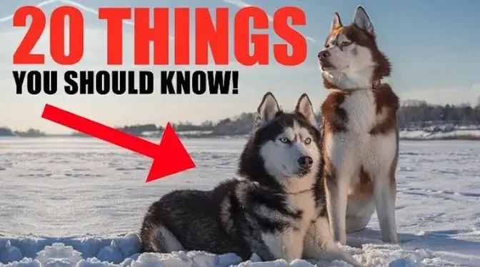 20 Things YOU SHOULD KNOW Before Getting A HUSKY!!!.