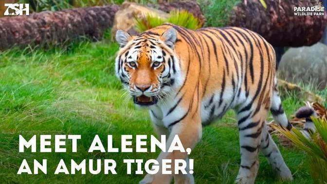 Meet the Animals! Episode 1: Aleena (Amur Tiger)!