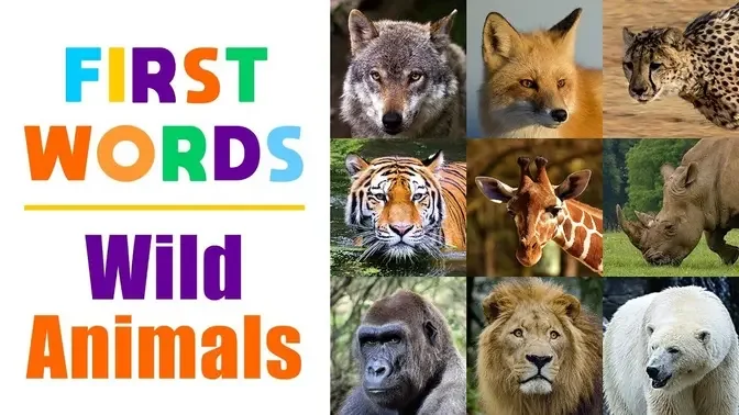 Learning Wild Animals Names for Children - First Words for Toddlers,  Babies, Kindergarten, Kids
