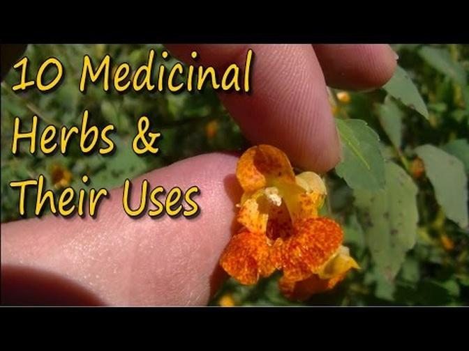 10-medicinal-plants-their-uses