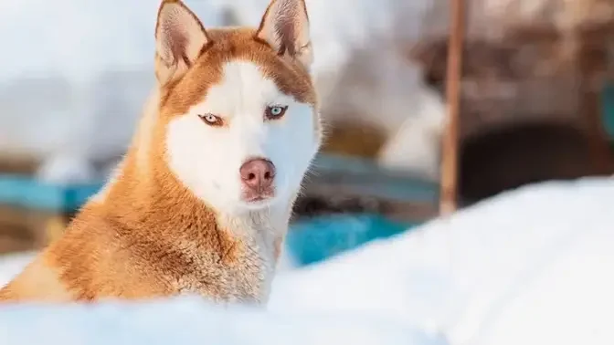 Siberian Husky A Majestic History