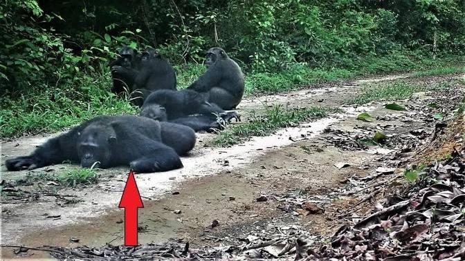 This one-handed chimpanzee is a chimp like its congeners except in front of large mirrors