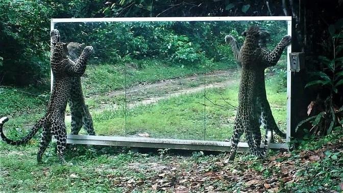 Rainforest Mirror: leopards courting their reflection (Gabon)
