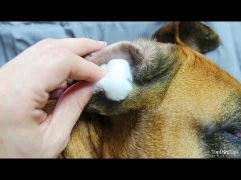 how do you treat a ear infection in dogs