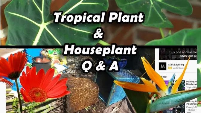 Houseplants & Tropical Plant Q&A  Plus Hydrangea Pruning