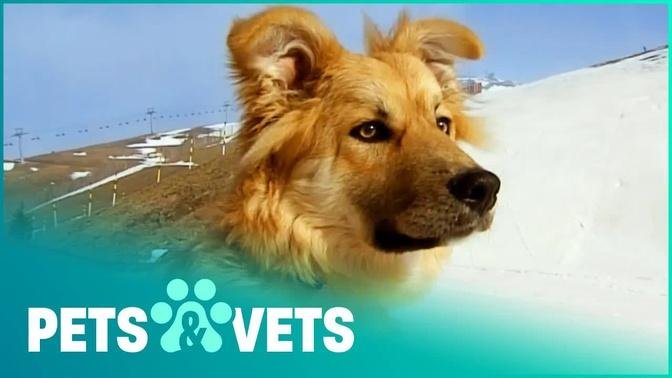 Rare Dog Trains For Mountain Rescue Mission | Wildlife Nannies | Pets & Vets