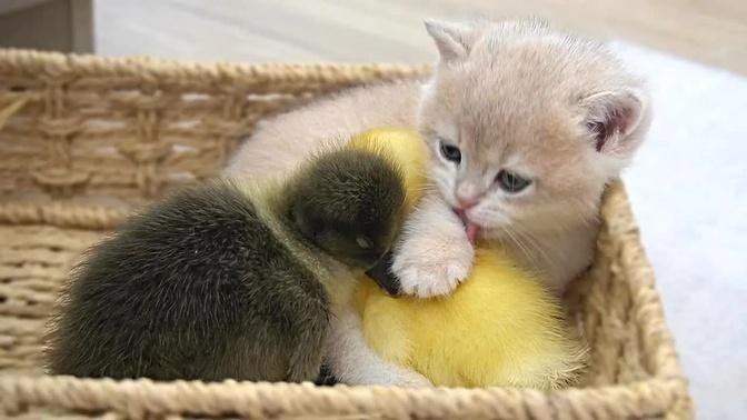 Baby kitten Shan is like a tiny mother duck. She hugs, keeps warm and takes a bath for ducklings
