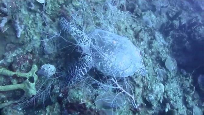 Save the Hawksbill Sea Turtles