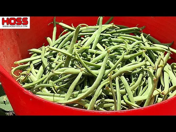 Planting Pole Beans and Bush Beans for Canning!