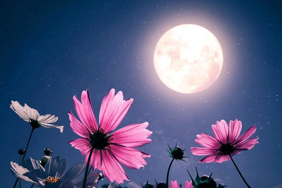 April’s Full ‘Pink’ Moon Will Be a Micromoon—Here’s What You Need to Know