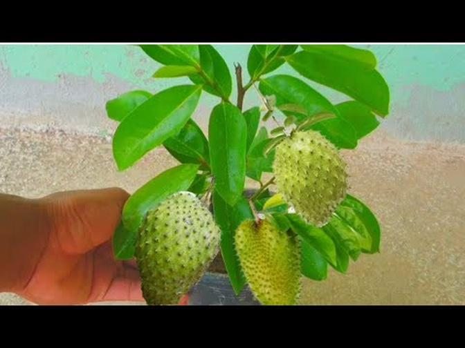 How To Propagate Soursop Tree Fast With Natural Aloe Vera | Videos | N ...