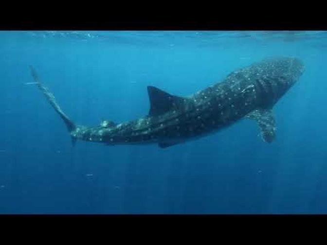 Oris: PART 1 Whale Shark interesting Facts - with Gerardo del Villar (2021)