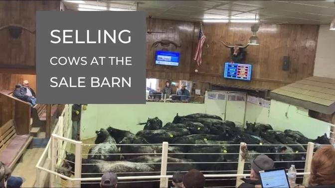 Livestock Auction | Cull Cows