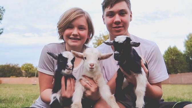 They're so FLUFFY! (meet the cutest triplet baby goats)