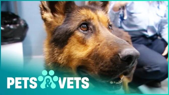 German Shepherd Guard Dogs Left To Starve | Animal Rescue | Pets & Vets