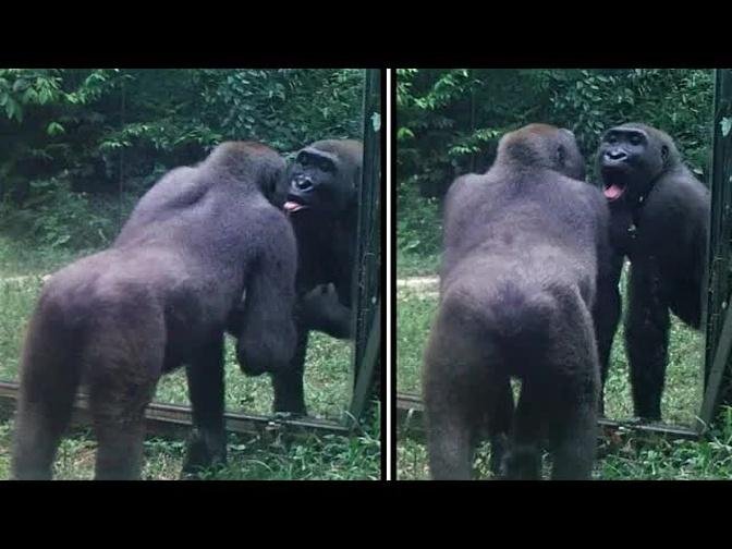 a young male gorilla takes his mirror training seriously (unlike his family - 45 min long version)
