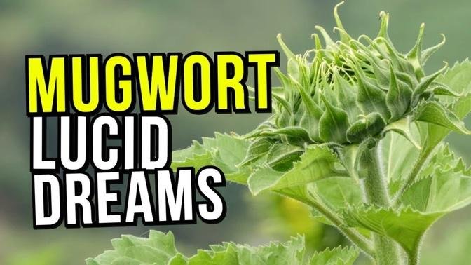The Best Lucid Dreaming Herb? MUGWORT Benefits, REVIEW And Warnings