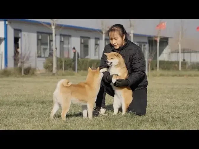 偷吃鸡肉的小柴真情演绎什么是狗仗人势\Shiba interpreted hardly the meaning of dogs rely on human’s supports