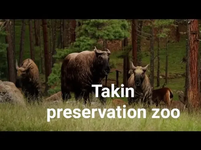 One and only zoo in Bhutan || Takin preservation zoo ||Bhutan, Animal of Bhutan