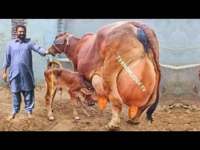 Pak Biggest Sahiwal Cow Farm 33 Kg Milk Record