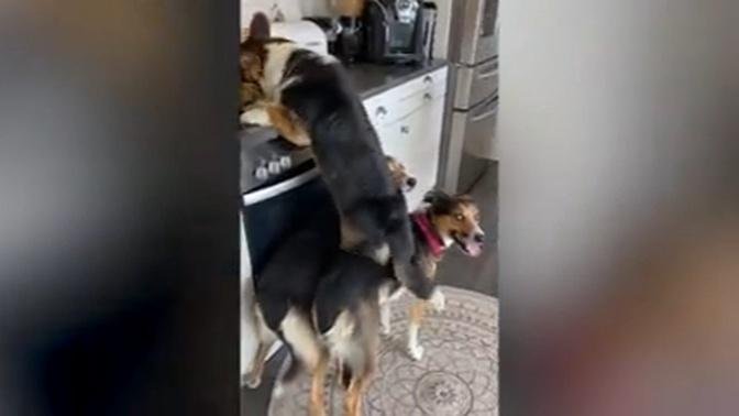 This is the hilarious moment a trio of dogs help each other to steal some leftover dinner from the k