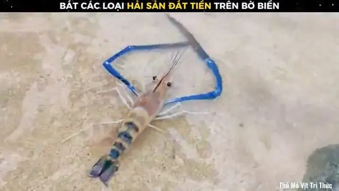 Bắt Hải Sản Siêu Đắt Tiền Chưa Bao Giờ Lại Đơn Giản Và Dễ Dàng Thế Này -- Review Giải Trí Đời Sống