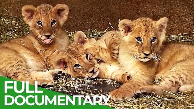 Baby Animals Discovering Their World - Episode 2 - Free Documentary Nature