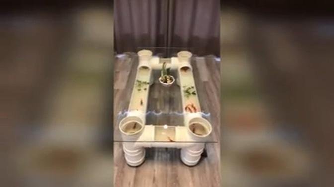 Creative man makes fish tank tea table