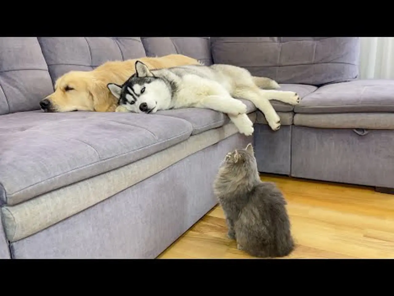 Adorable Dogs Can't Fall Asleep Without Their Favorite Kitten!