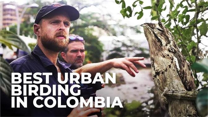 Lifers and Salsa Dancing in Colombia's Bird Capital | New Episode Promo