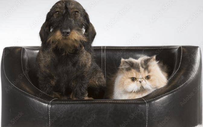 Understanding the Dynamics of Grey Persian Cats and Dogs Giving Side Eye