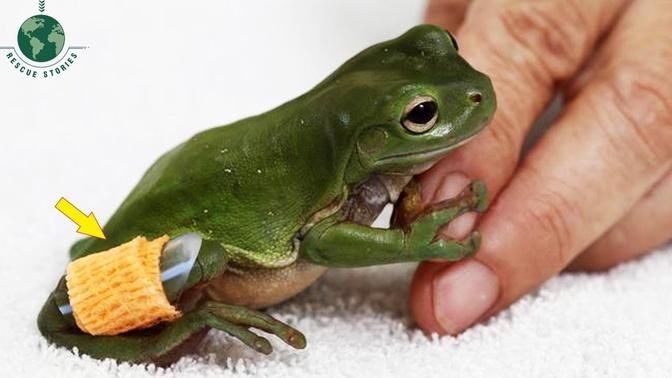 Rescue The Cute Frog - Animal Rescue   Rescue Stories