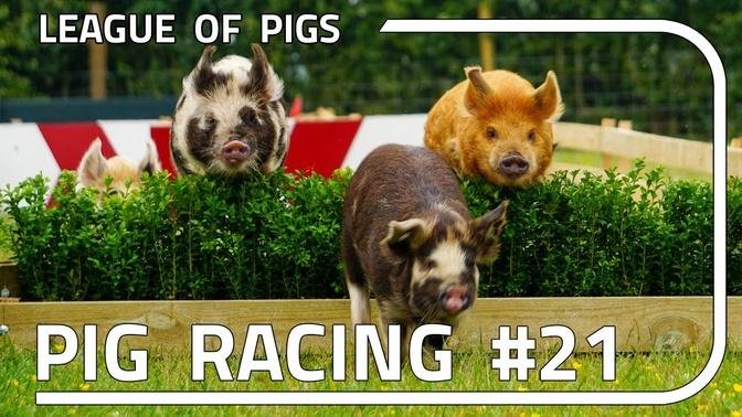 League of Pigs - Season 6 - Round 1!