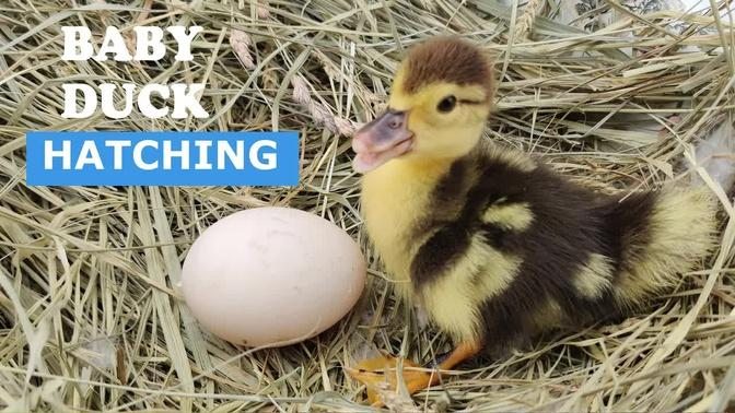 Baby Duck Hatching | Egg Hatching