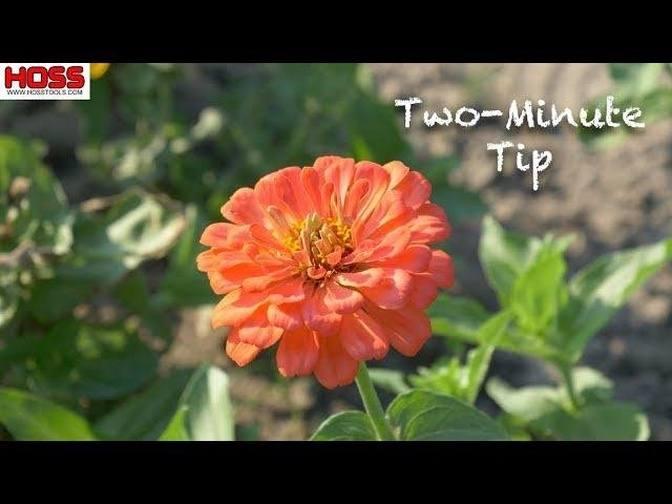 Pruning ZINNIAS for Sturdier, More PRODUCTIVE Plants Videos Hoss Tools Gan Jing World