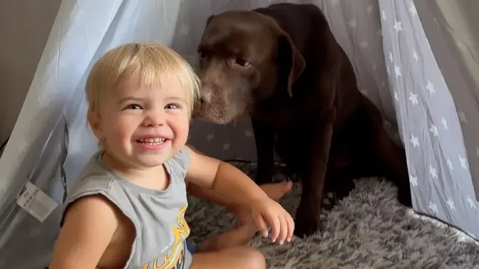 Baby's Playing Hide and Seek With His Dog and Cat!