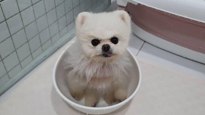 퐁키 때문에 미치겠어요ㅠㅠ