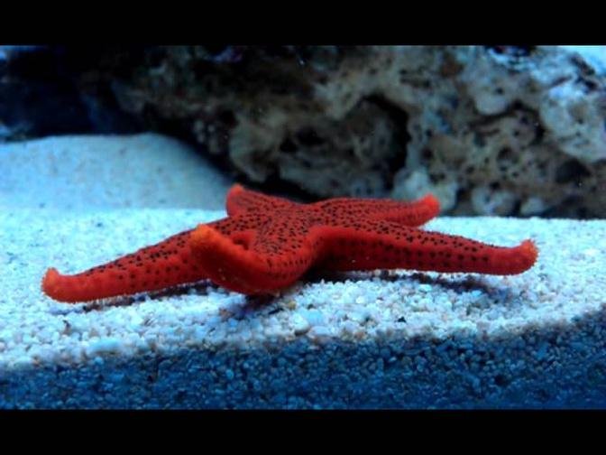Red starfish moving, tentacles, close up, marine
