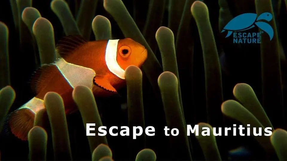 Escape to Mauritius