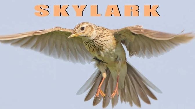 Bird sounds - Skylark chirping